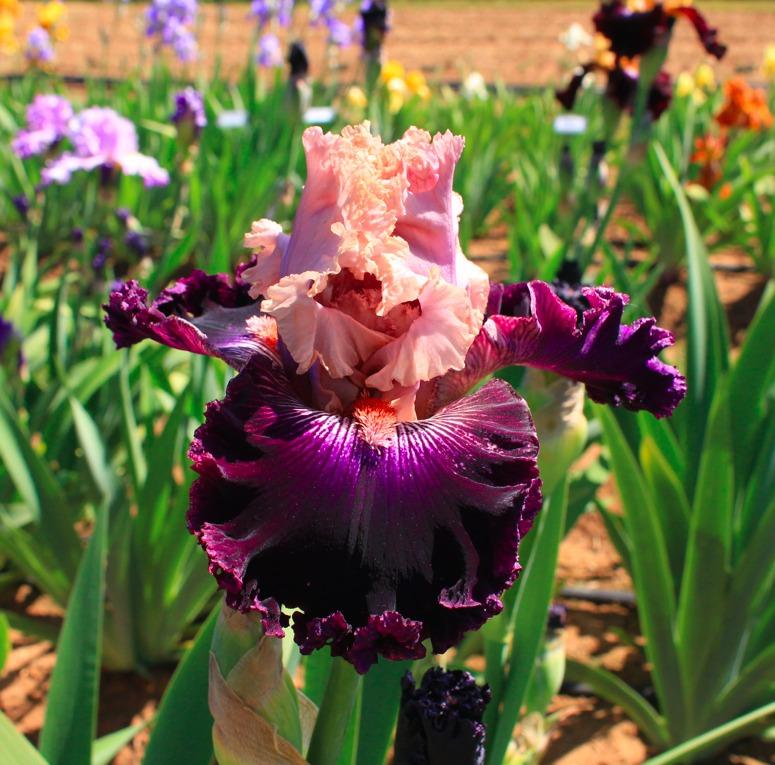 Photo of Tall Bearded Iris (Iris 'Rags to Riches') uploaded by Moiris