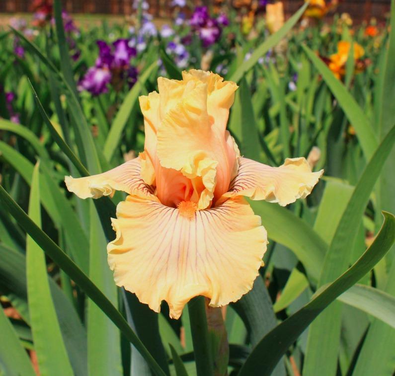Photo of Tall Bearded Iris (Iris 'Cotillion Gown') uploaded by Moiris