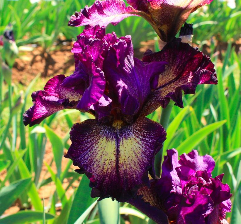 Photo of Tall Bearded Iris (Iris 'Planet Hollywood') uploaded by Moiris