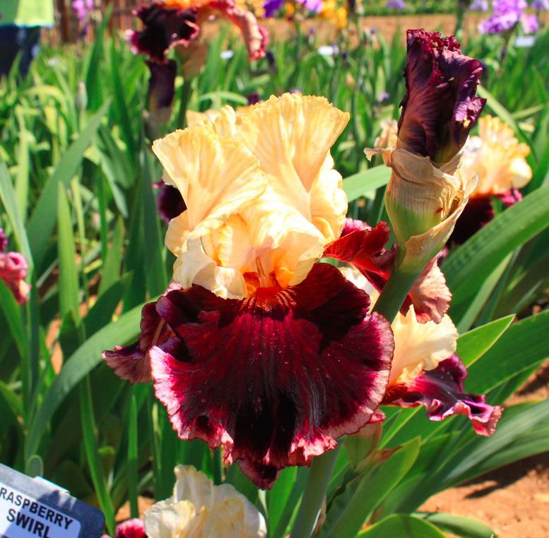 Photo of Tall Bearded Iris (Iris 'Raspberry Swirl') uploaded by Moiris