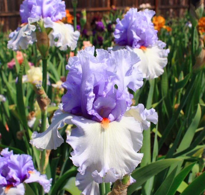 Photo of Tall Bearded Iris (Iris 'Blue Rising') uploaded by Moiris