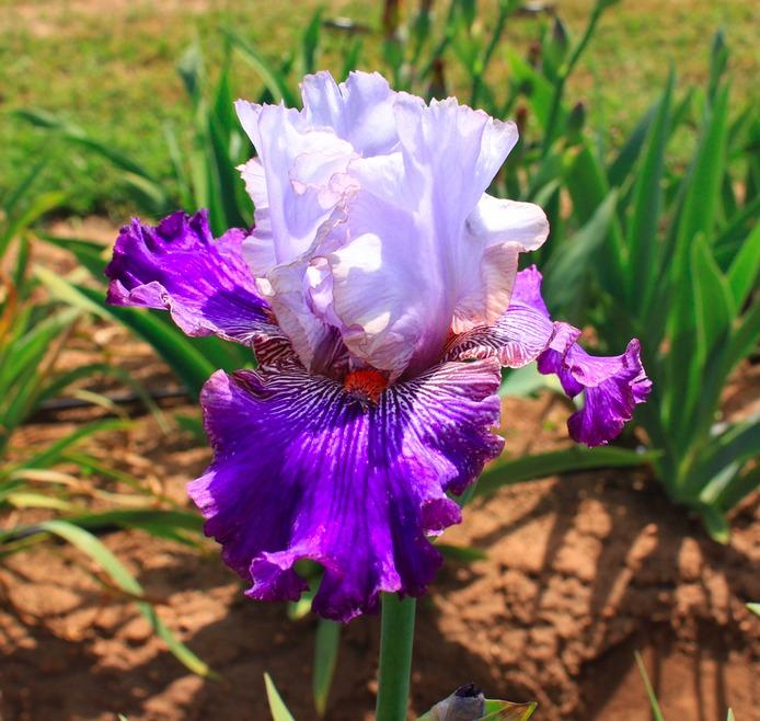 Photo of Tall Bearded Iris (Iris 'Helen's Melody') uploaded by Moiris