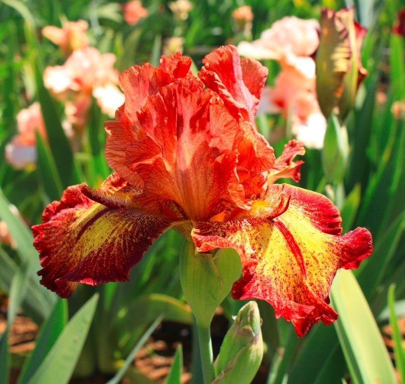 Photo of Tall Bearded Iris (Iris 'Gladiatrix') uploaded by Moiris