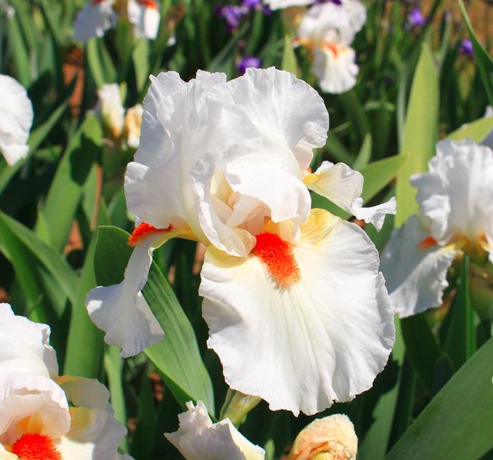 Photo of Tall Bearded Iris (Iris 'White Hot') uploaded by Moiris