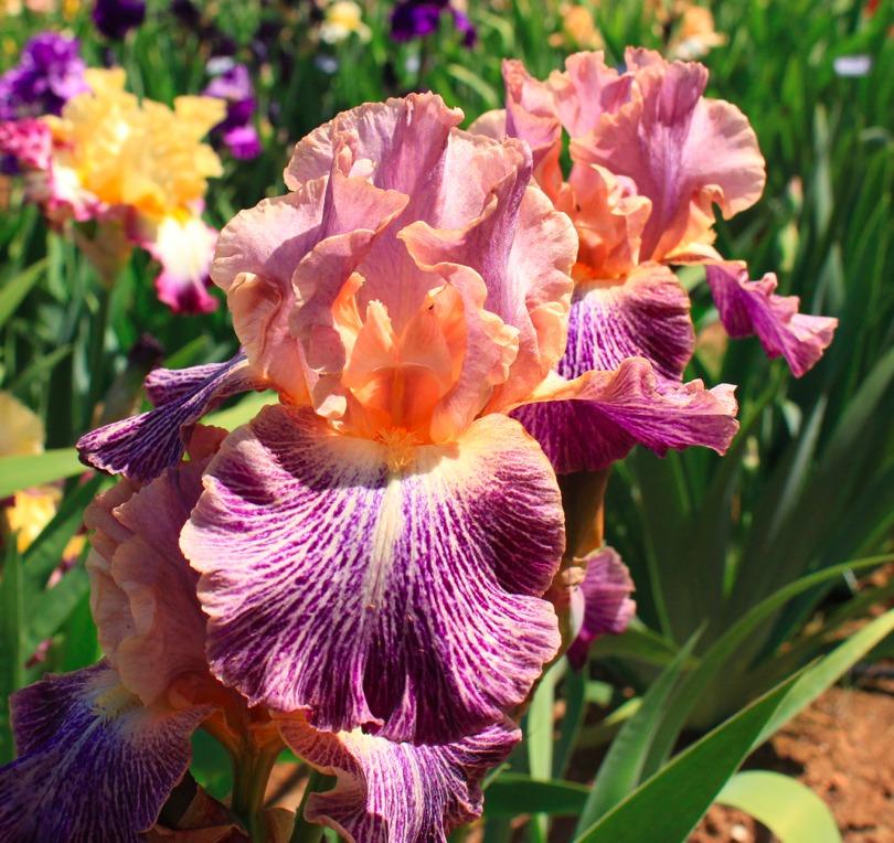 Photo of Tall Bearded Iris (Iris 'Elizabethan Age') uploaded by Moiris