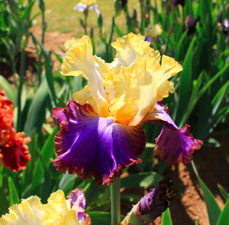 Photo of Tall Bearded Iris (Iris 'Adventurous') uploaded by Moiris