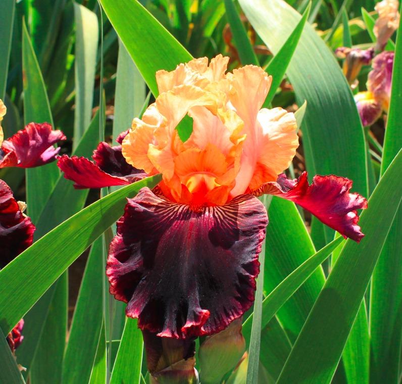 Photo of Border Bearded Iris (Iris 'Sopra il Vulcano') uploaded by Moiris