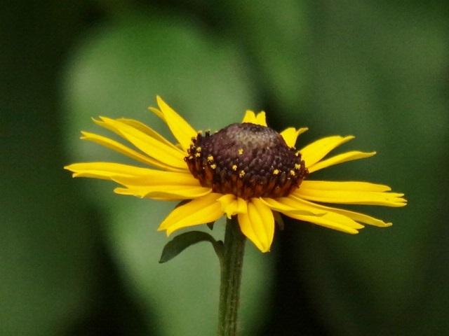 Photo of Black-eyed Susan (Rudbeckia fulgida 'Early Bird Gold') uploaded by Sheridragonfly