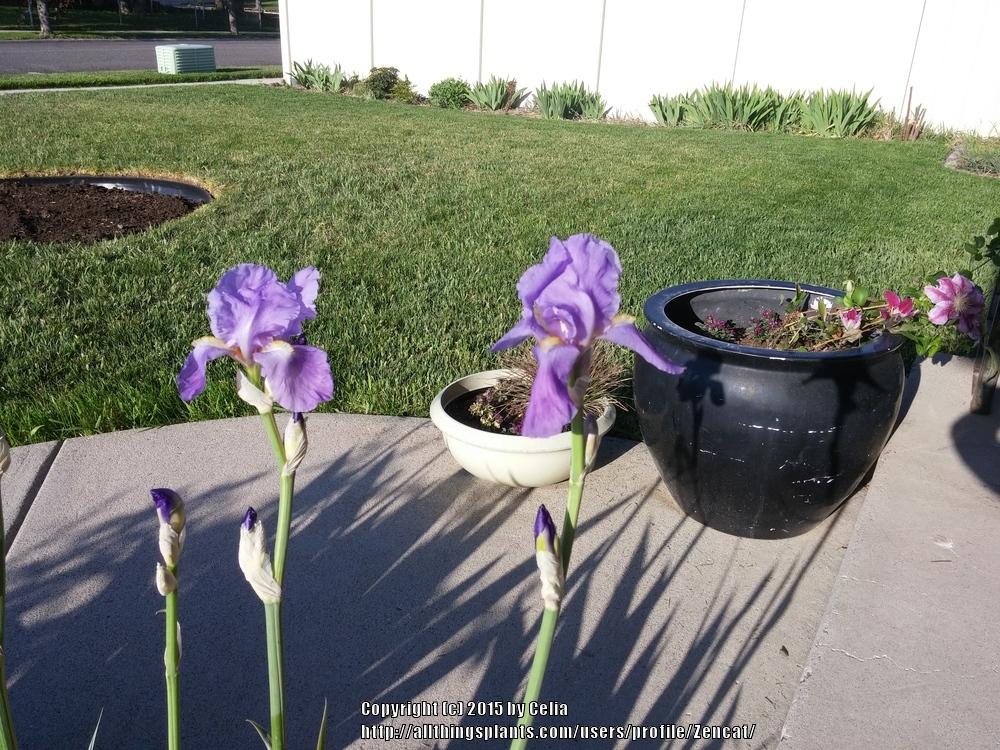 Photo of Species Iris (Iris pallida 'Zebra') uploaded by Zencat