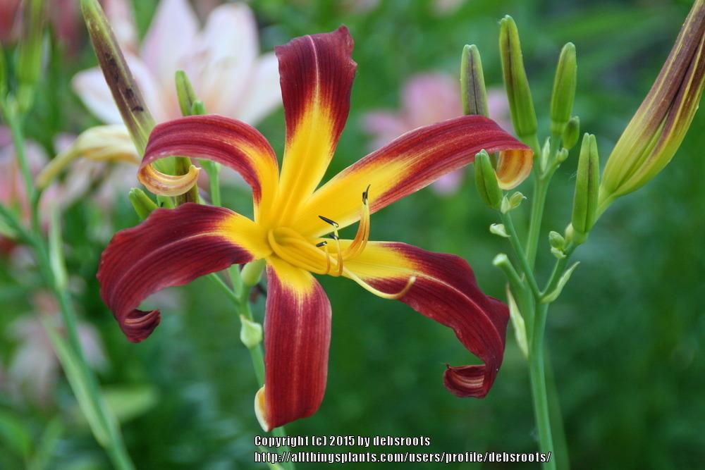 Photo of Daylily (Hemerocallis 'Red Ribbons') uploaded by debsroots
