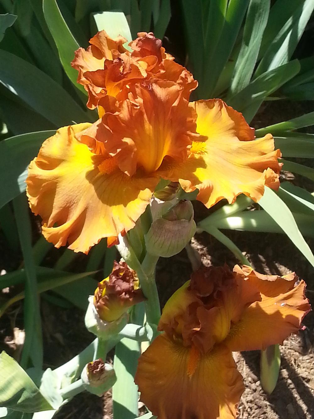 Photo of Tall Bearded Iris (Iris 'Golden Panther') uploaded by dragonfetti