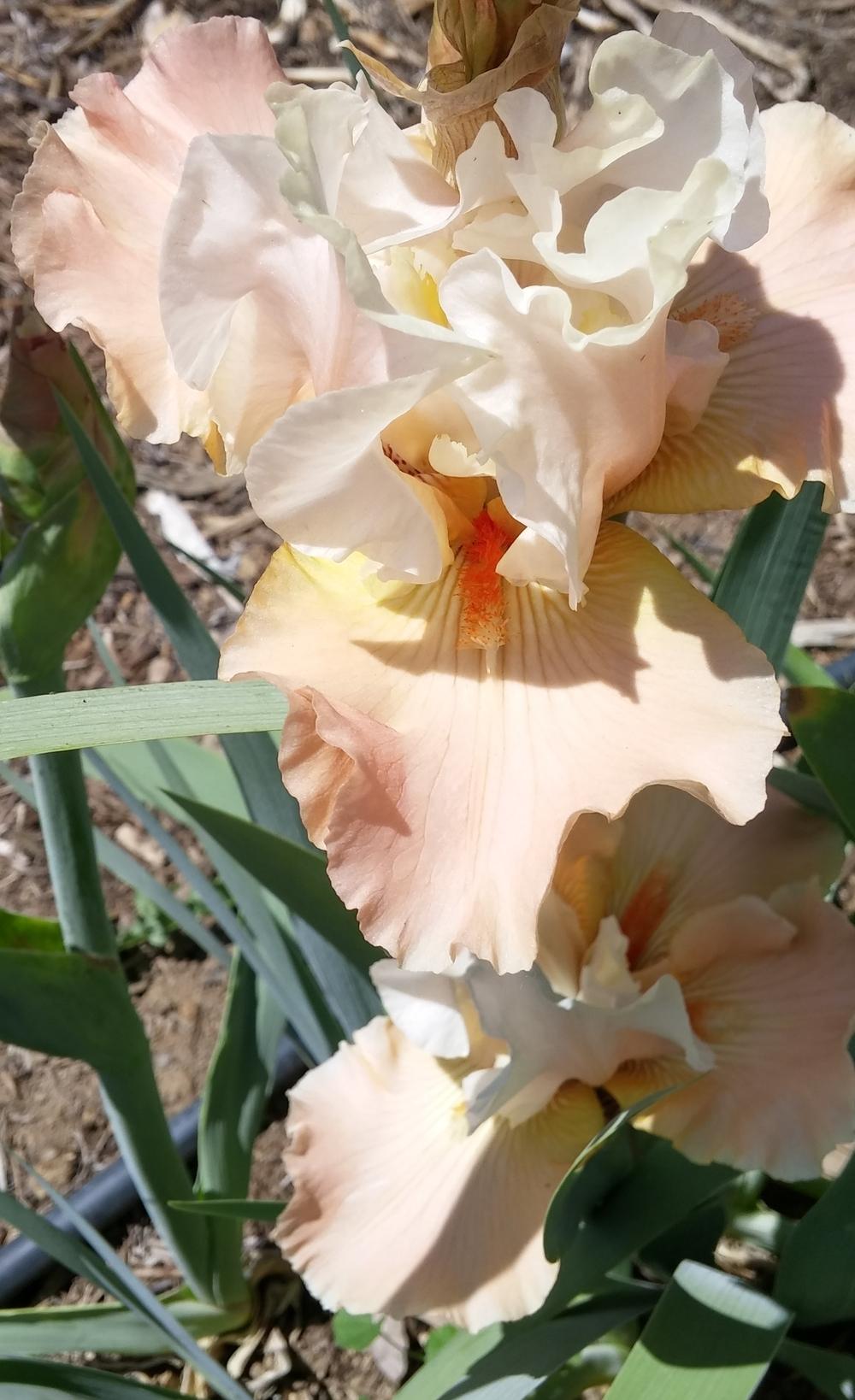 Photo of Tall Bearded Iris (Iris 'Pretty Kitty') uploaded by dragonfetti