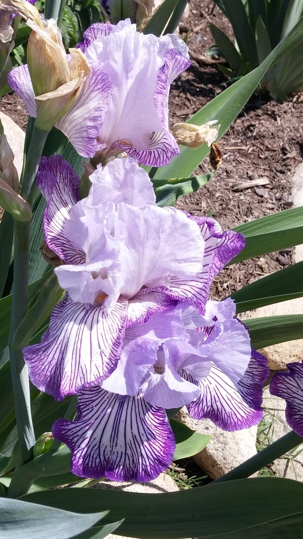 Photo of Tall Bearded Iris (Iris 'Circus Circus') uploaded by dragonfetti