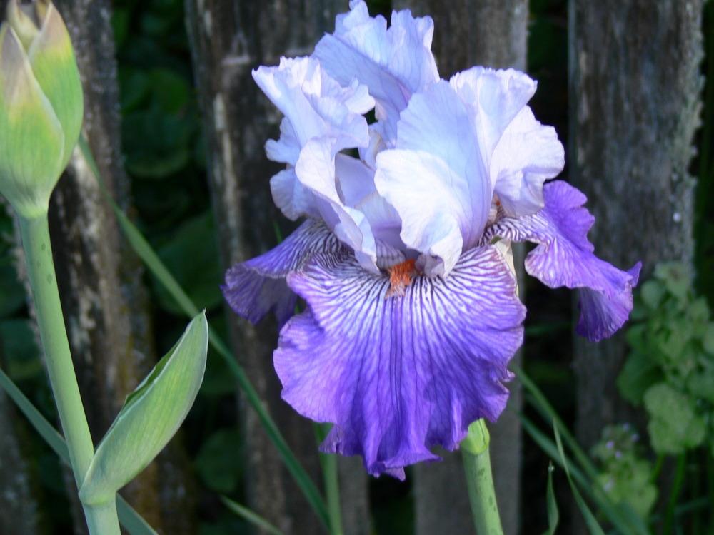 Photo of Tall Bearded Iris (Iris 'Helen's Melody') uploaded by janwax
