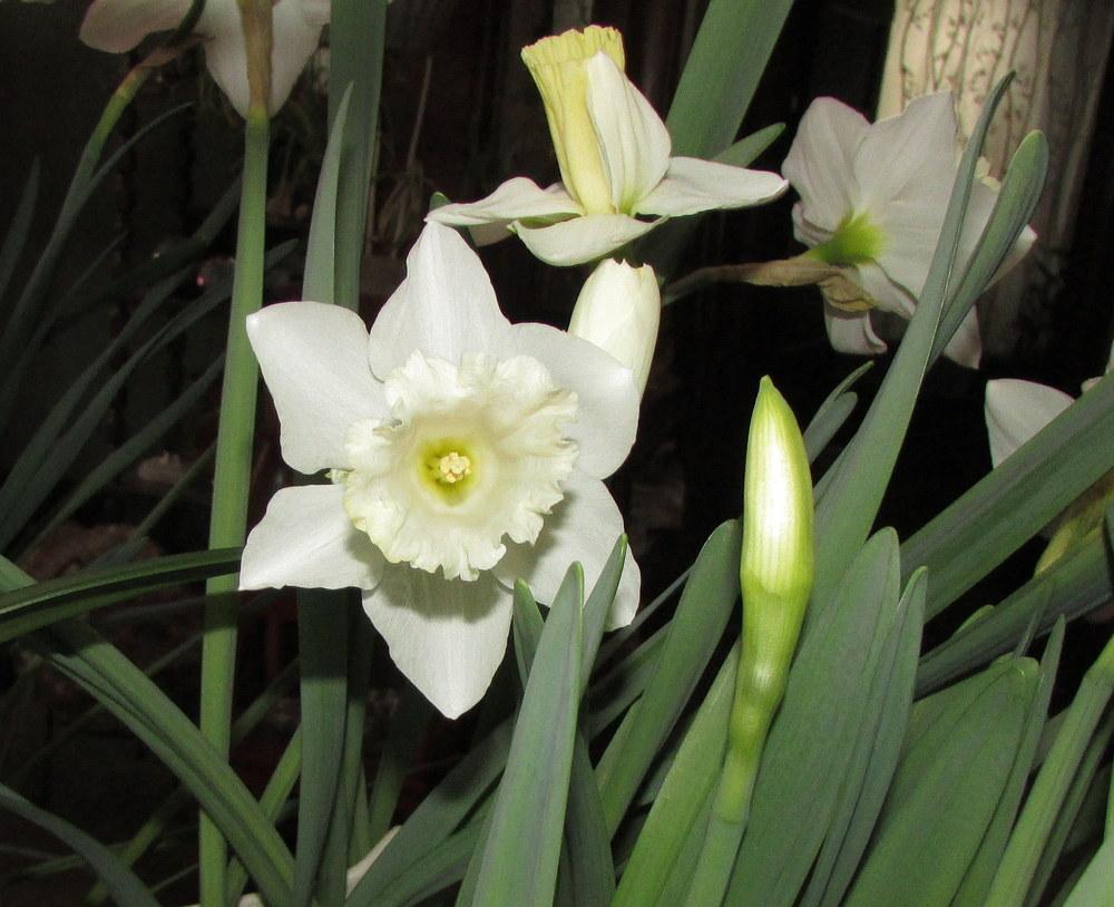Photo of Large Cupped Daffodil (Narcissus 'Weena') uploaded by jmorth