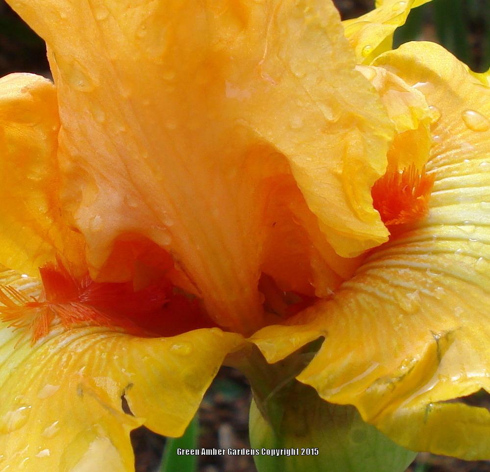 Photo of Tall Bearded Iris (Iris 'Leading Light') uploaded by lovemyhouse