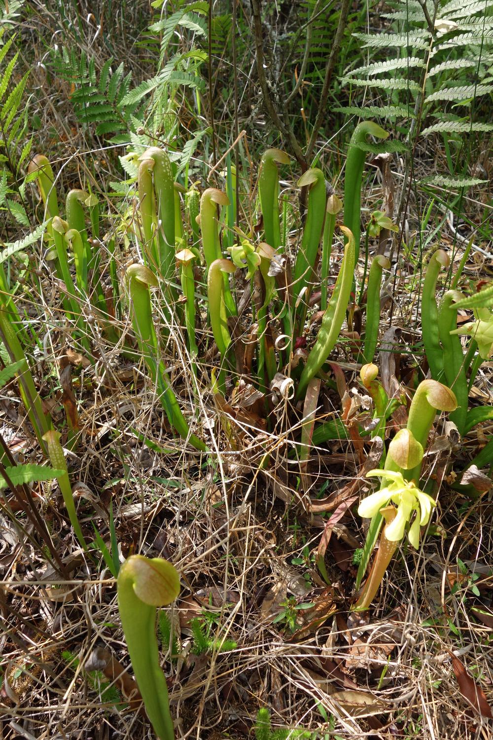 Photo of Hooded Pitcher Plant (Sarracenia minor) uploaded by mellielong