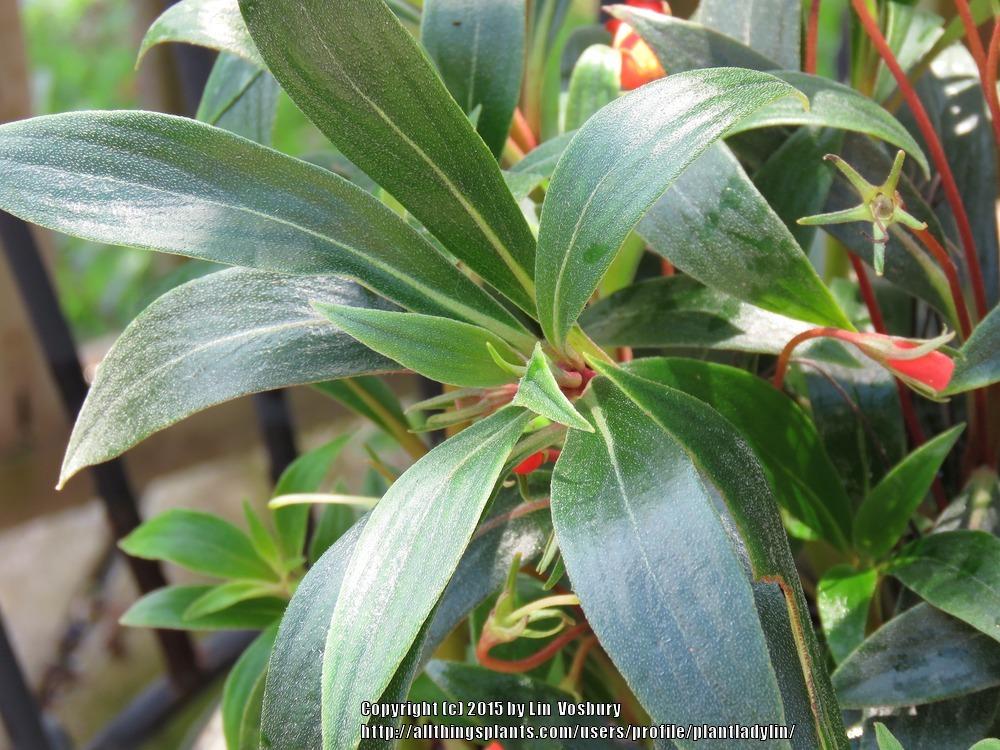 Photo of Hardy Gloxinia (Seemannia sylvatica) uploaded by plantladylin