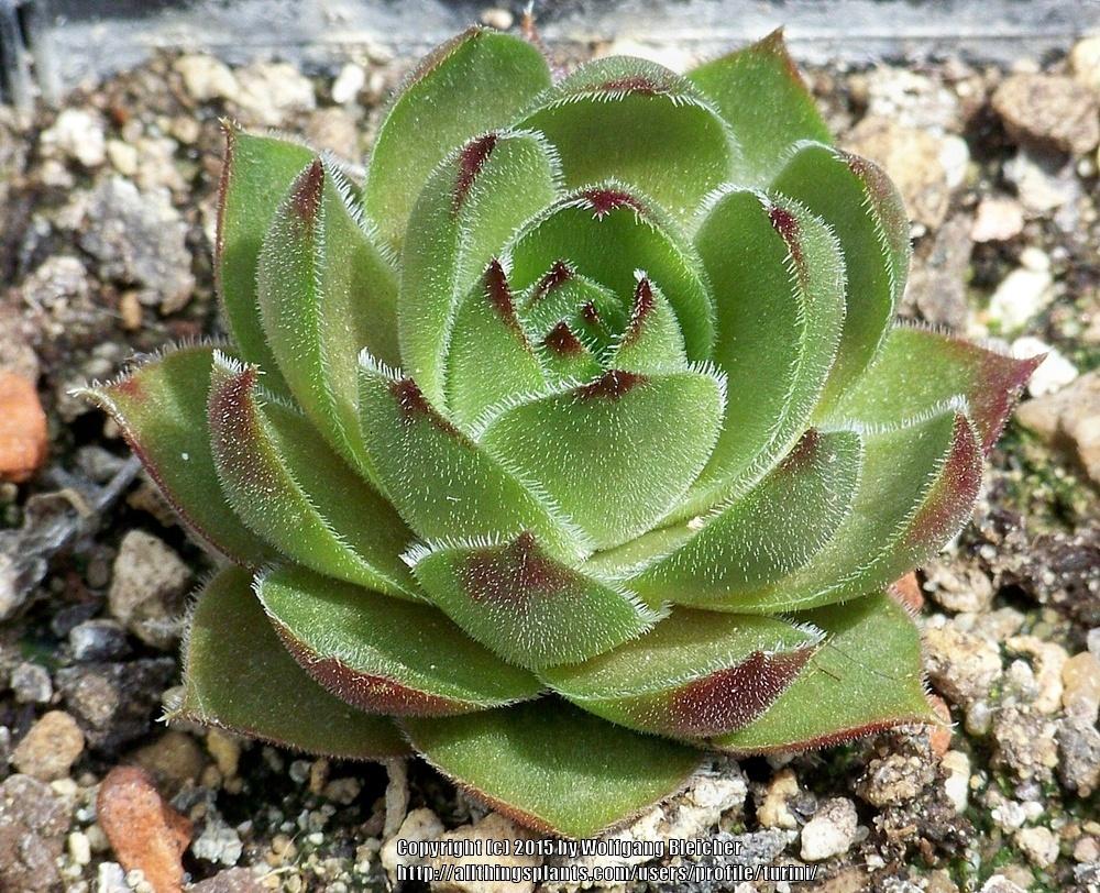 Photo of Hen and Chicks (Sempervivum 'Olivette') uploaded by turini