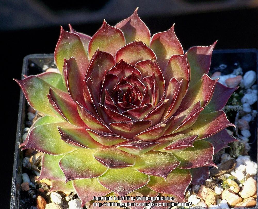 Photo of Hen and Chicks (Sempervivum 'Tacora') uploaded by turini