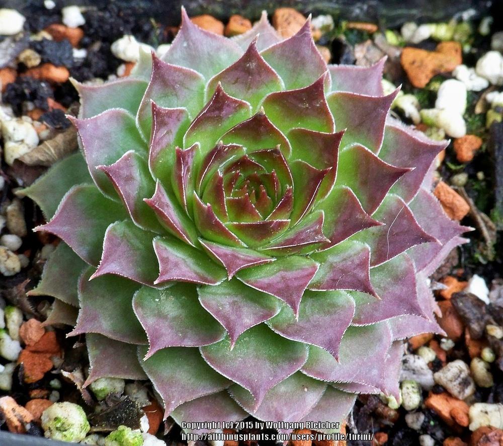 Photo of Hen and Chicks (Sempervivum 'Tacora') uploaded by turini