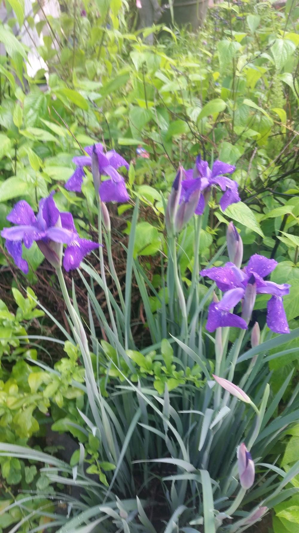 Photo of Siberian Iris (Iris 'Caesar's Brother') uploaded by value4dollars