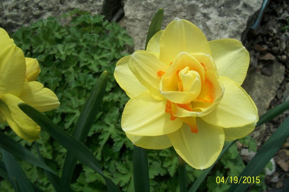 Photo of Daffodils (Narcissus) uploaded by Hazelcrestmikeb