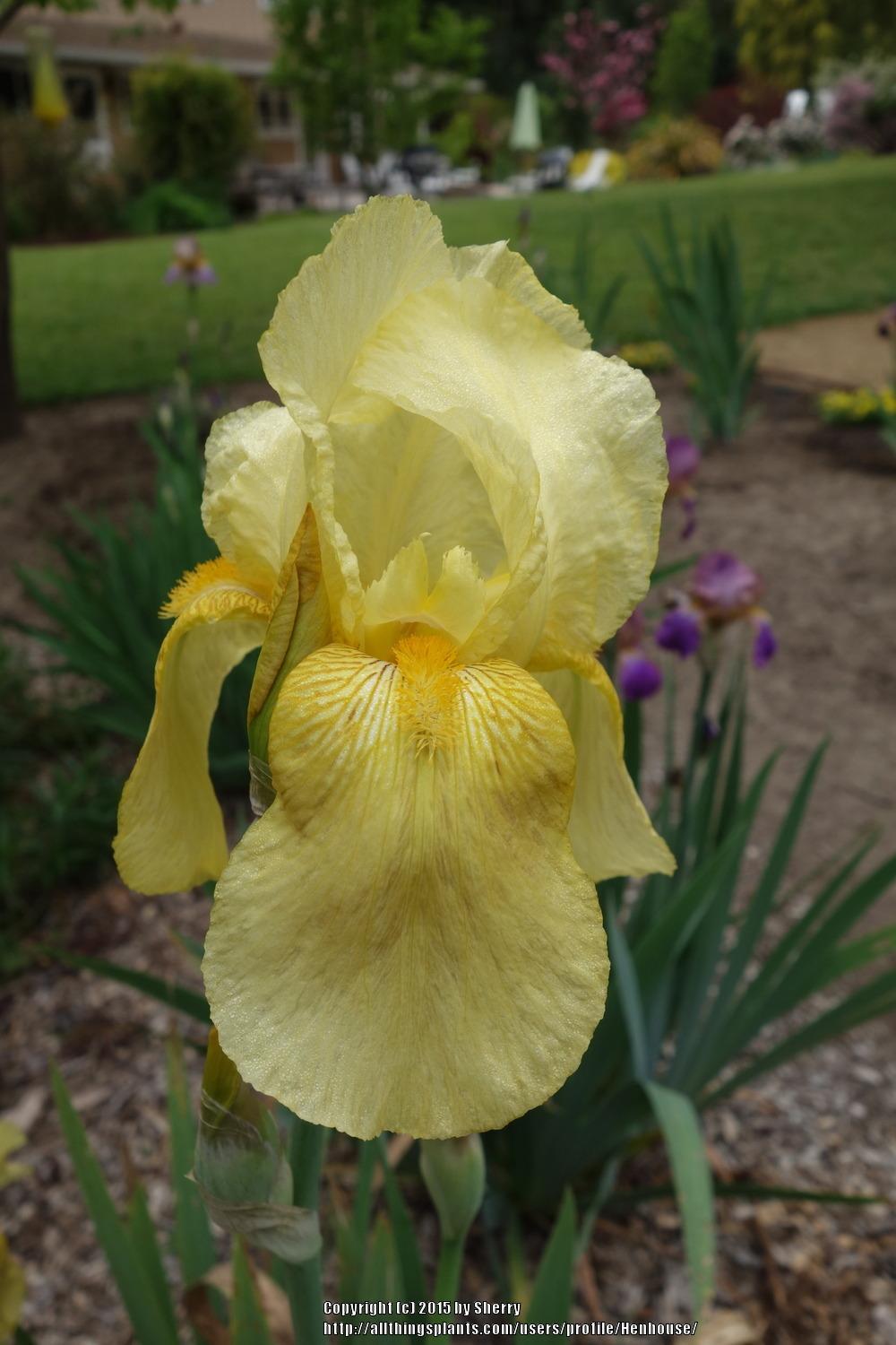 Photo of Tall Bearded Iris (Iris 'Happy Days') uploaded by Henhouse