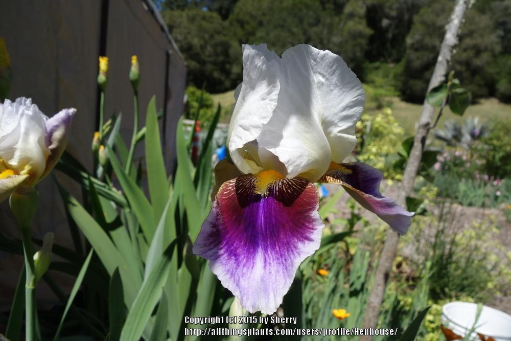 Photo of Tall Bearded Iris (Iris 'Striped Red Neglecta') uploaded by Henhouse
