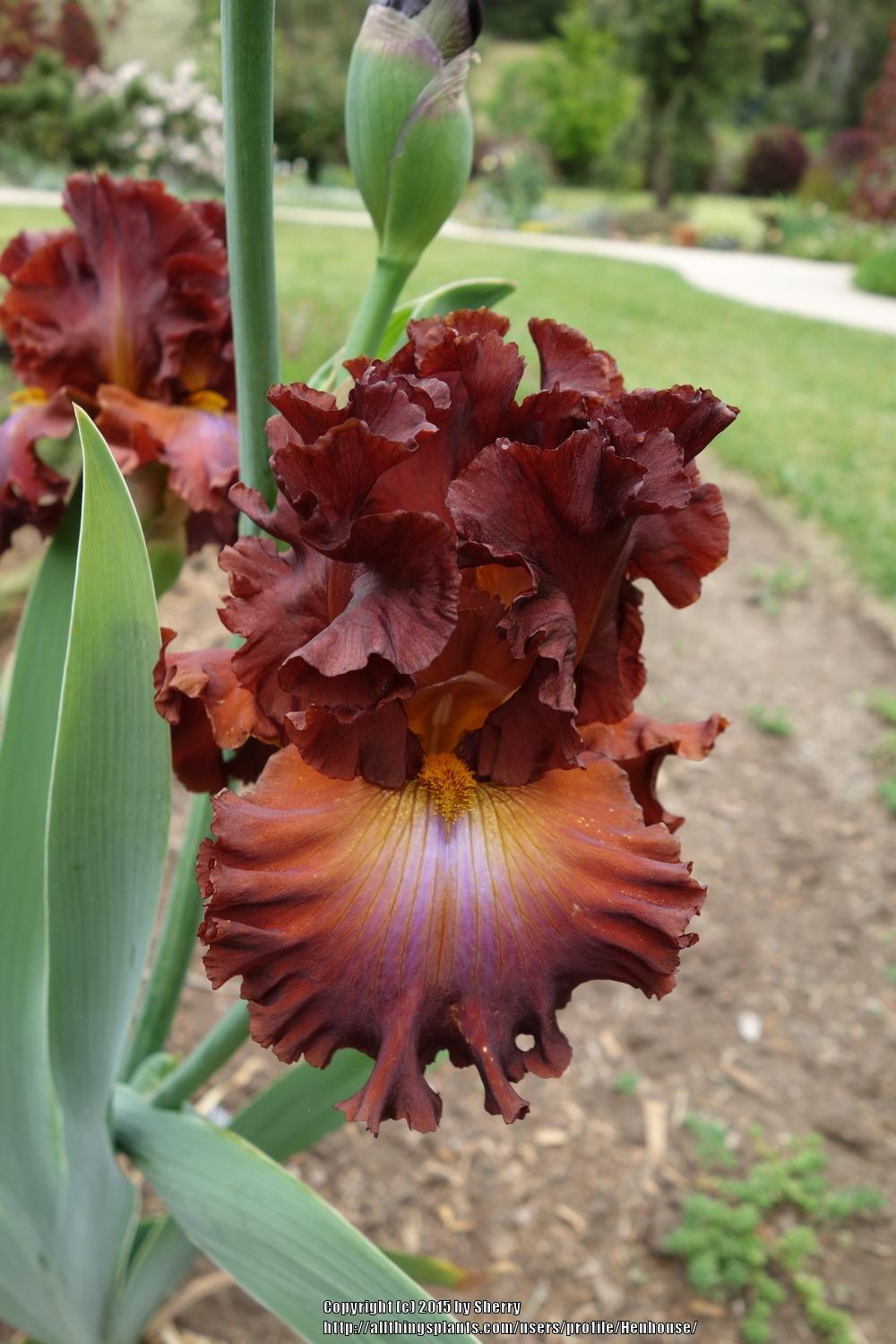 Photo of Tall Bearded Iris (Iris 'Cherokee Blaze') uploaded by Henhouse