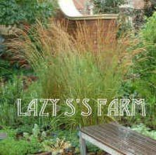 Photo of Feather Reed Grass (Calamagrostis x acutiflora 'Karl Foerster') uploaded by Joy