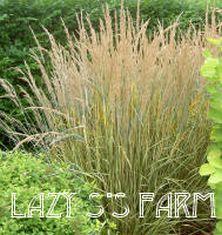 Photo of Feather Reed Grass (Calamagrostis x acutiflora 'Eldorado') uploaded by Joy