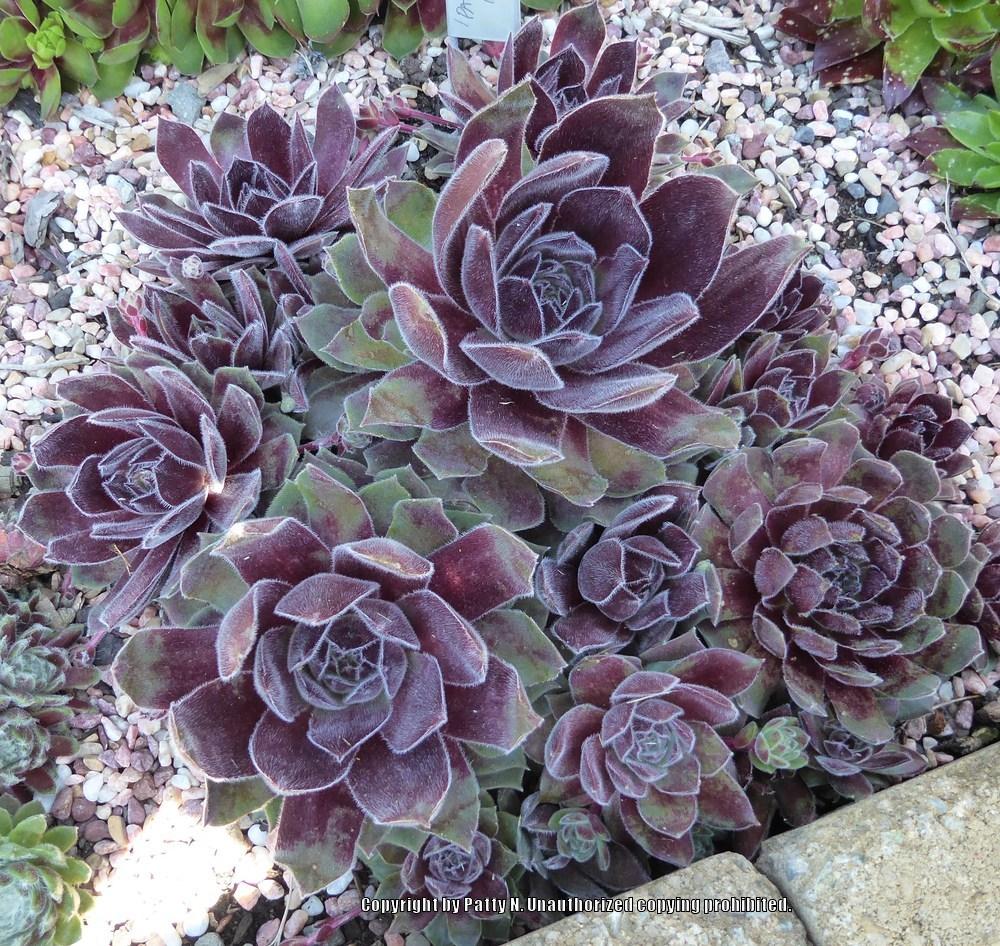 Photo of Hen and Chicks (Sempervivum 'Pacific Spring Frost') uploaded by Patty