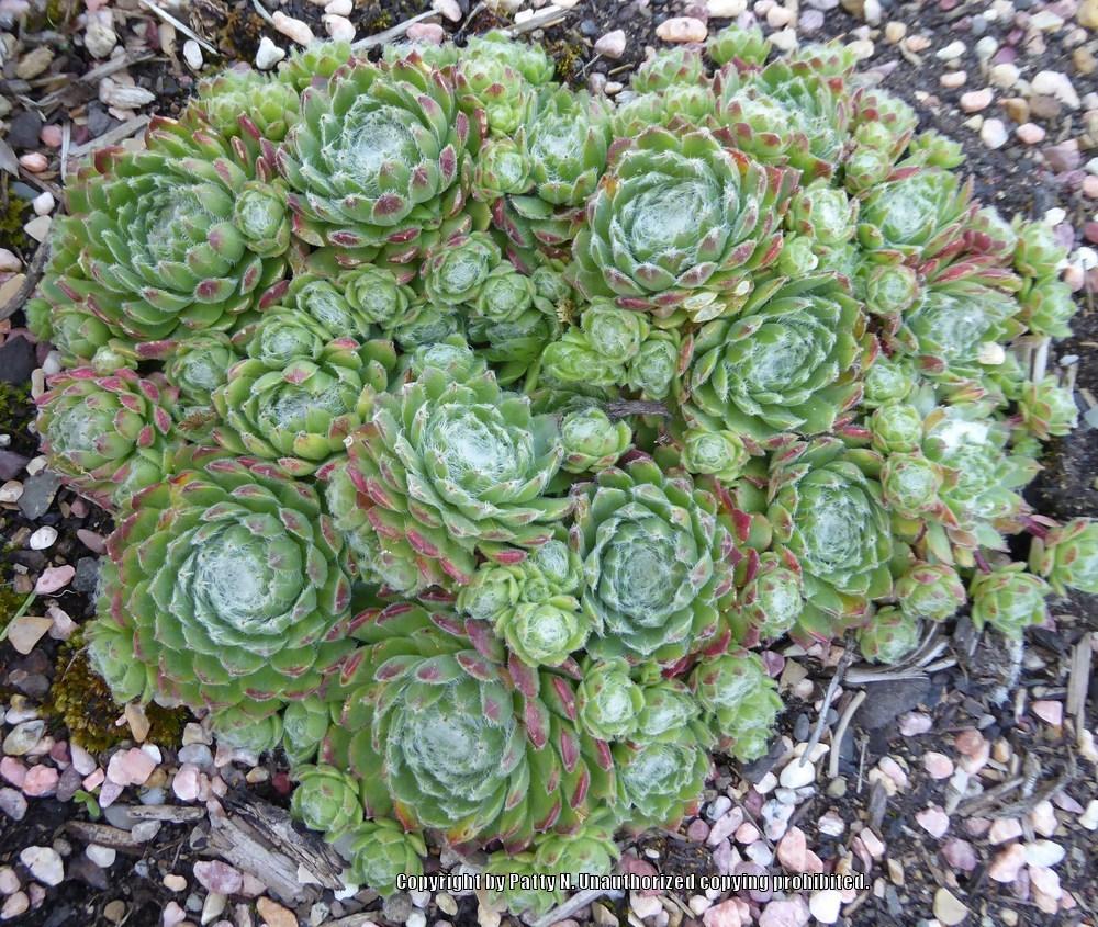 Photo of Hen and Chicks (Sempervivum 'Zilver Moon') uploaded by Patty