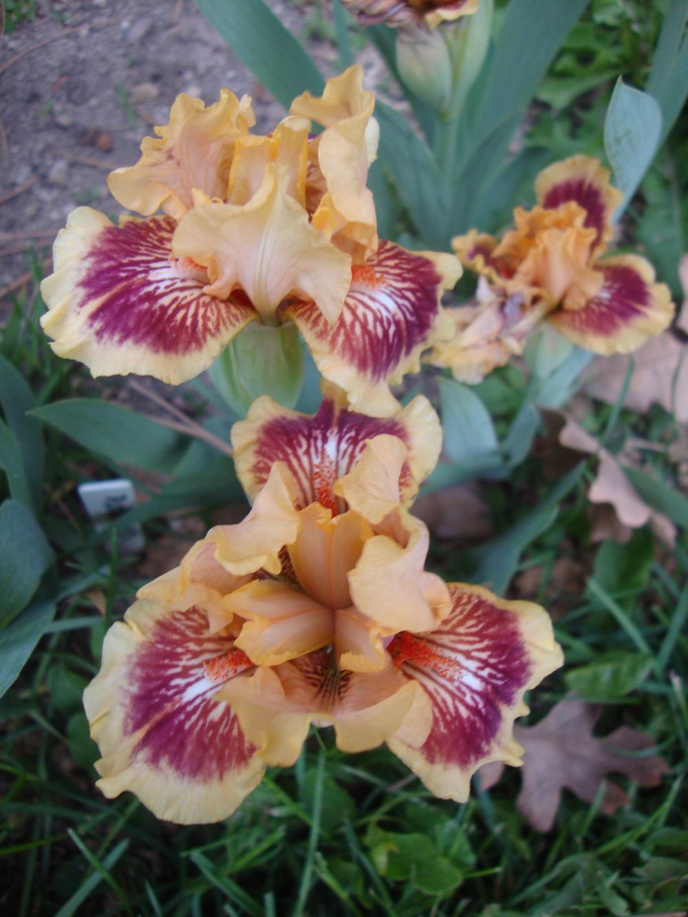 Photo of Standard Dwarf Bearded Iris (Iris 'Zooboomafoo') uploaded by Paul2032