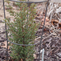 Location: Clinton, Michigan 49236
Date: 2015-04-20
Juniperus communis 'Gold Cone'