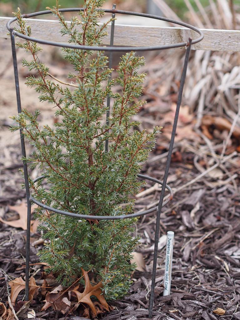 Photo of Juniper (Juniperus communis 'Gold Cone') uploaded by frankrichards16