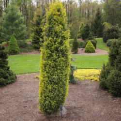 Location: Tipton, Michigan
Date: 2015-04-20
Juniperus communis 'Gold Cone'