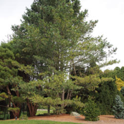 Location: Clinton, Michigan 49236
Date: 2015-04-20
Pinus flexilis 'Vanderwolf's Pyramid'