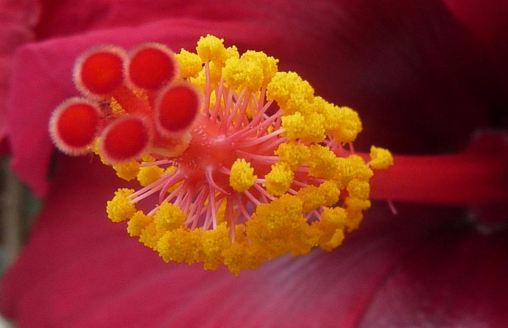 Photo of Tropical Hibiscuses (Hibiscus rosa-sinensis) uploaded by gardengus