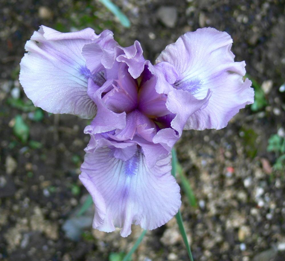 Photo of Irises (Iris) uploaded by janwax