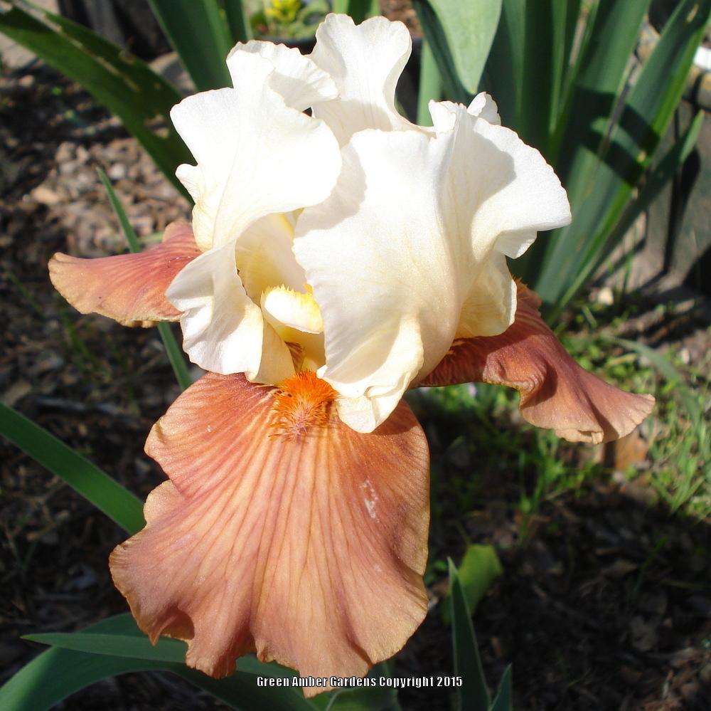 Photo of Tall Bearded Iris (Iris 'Off to the Races') uploaded by lovemyhouse