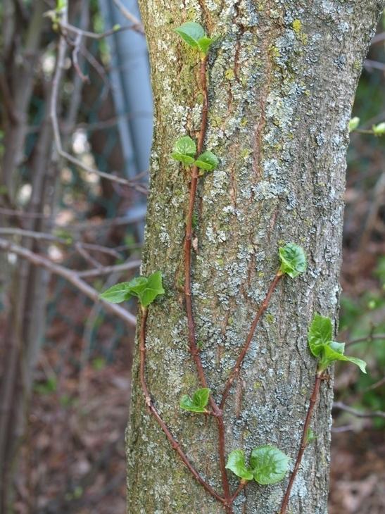 Photo of Climbing Hydrangea (Hydrangea anomala subsp. petiolaris) uploaded by plantrob