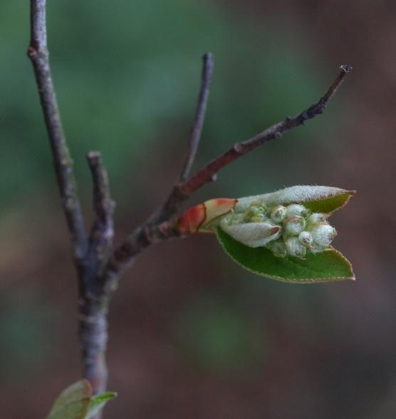 Photo of Red Chokeberry (Aronia x prunifolia 'Brilliant') uploaded by plantrob
