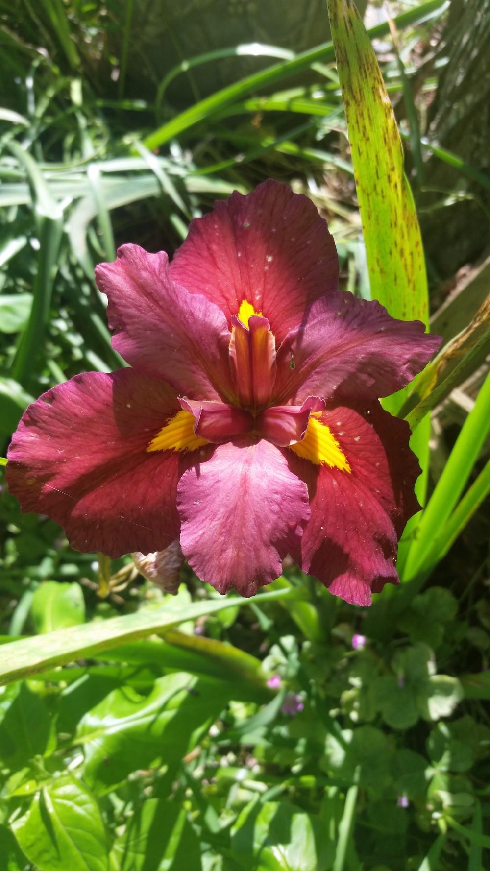 Photo of Louisiana Iris (Iris 'Ann Chowning') uploaded by value4dollars