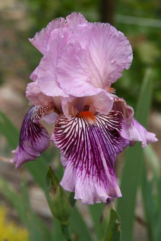 Photo of Tall Bearded Iris (Iris 'Plum Pretty Whiskers') uploaded by Calif_Sue