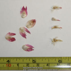 Location: Georgia, USA
Garden-collected seed shown. On left, bracts that hold a single s