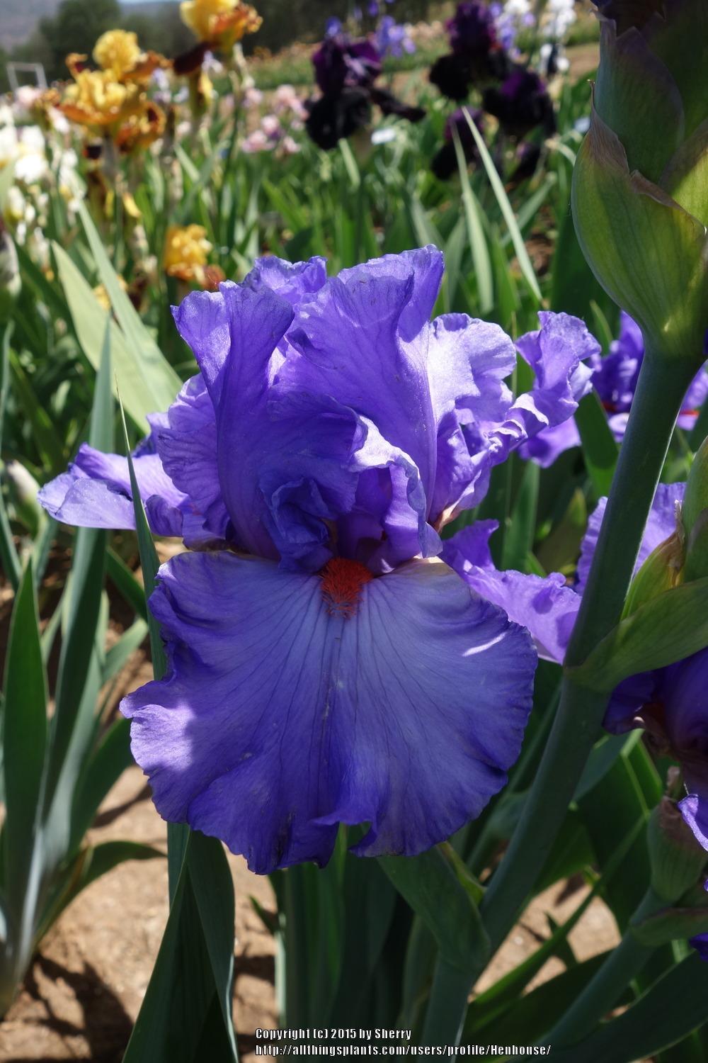 Photo of Tall Bearded Iris (Iris 'Pacific Fire') uploaded by Henhouse