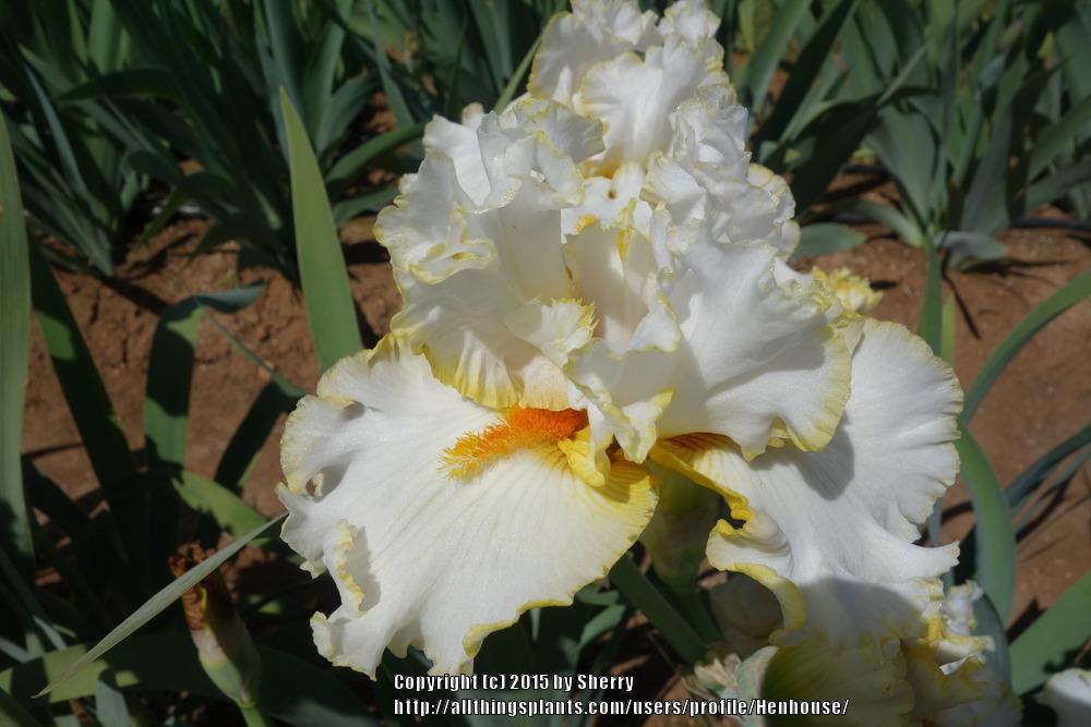 Photo of Tall Bearded Iris (Iris 'Stolen Sweets') uploaded by Henhouse