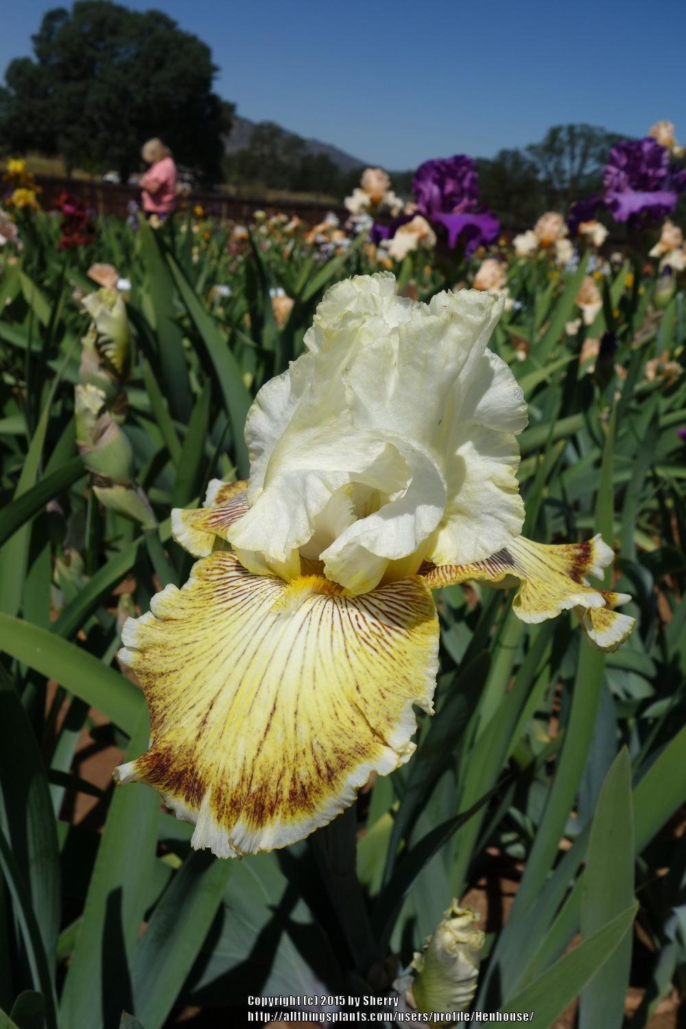 Photo of Tall Bearded Iris (Iris 'Spring Madness') uploaded by Henhouse